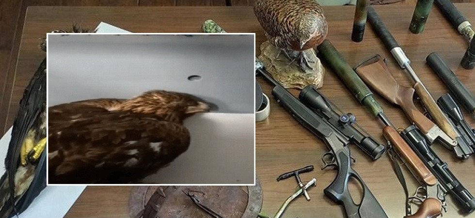 Bracconaggio fra il Trentino e il Bellunese e un'aquila reale uccisa, 40enne trentino assolto dalle accuse