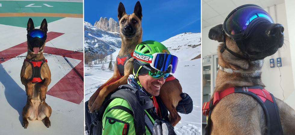 "Dove non arrivano uomo e tecnologia arrivano loro", il Soccorso alpino sui cani da valanga