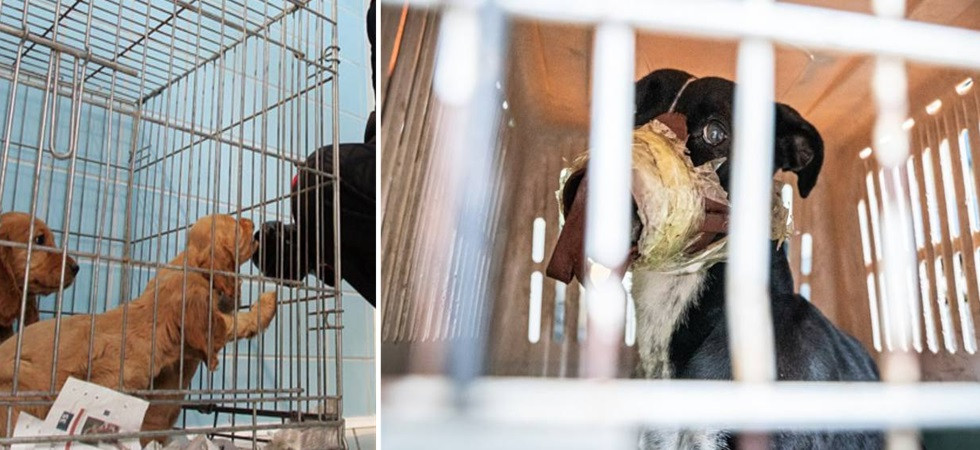 Dall'uccisione all'abbandono, il Trentino non è immune ai crimini sugli