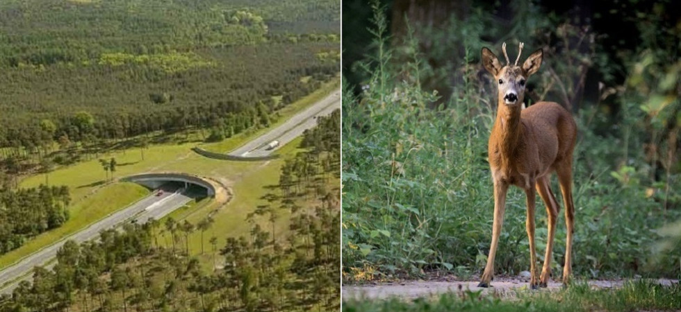 Troppi incidenti con gli animali, Coppola: "La Provincia faccia i corridoi faunistici"