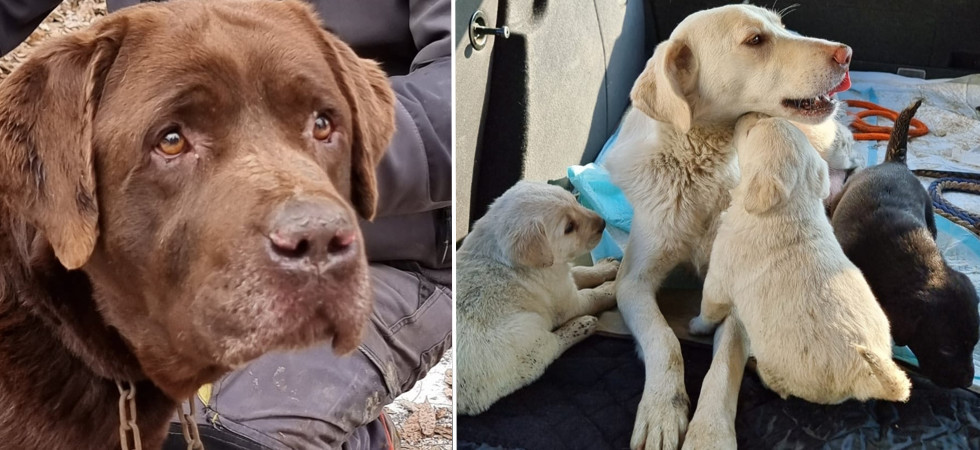 Tenuti in un recinto al freddo fra fango ed escrementi, 2 cani e i loro cuccioli 'salvati' dalle volontarie