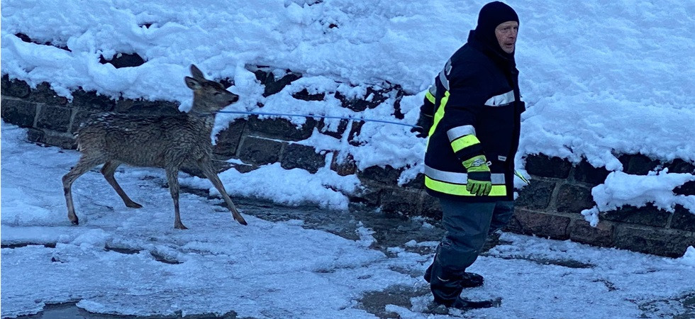 Un capriolo rischia di morire bloccato nell'acqua gelida: i vigili del fuoco riescono a portarlo in salvo