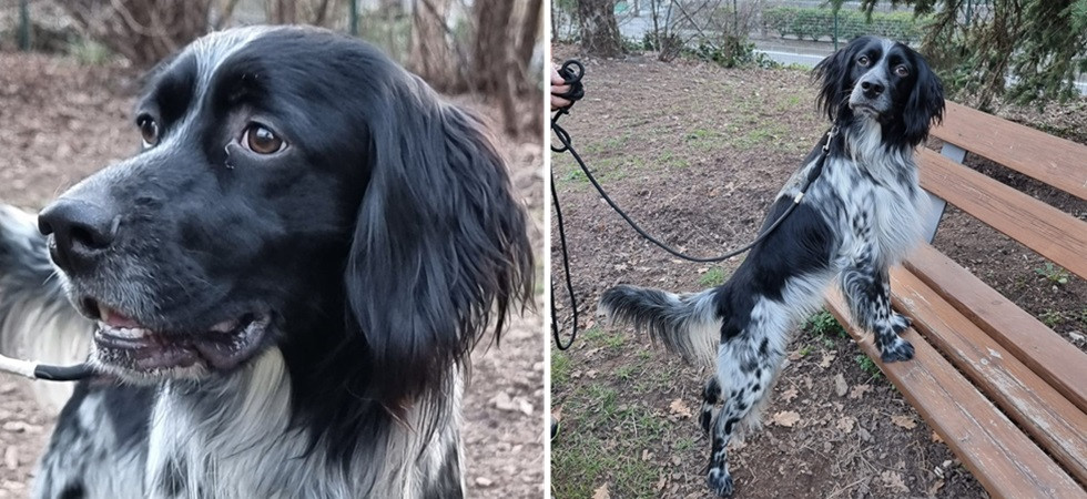Ugo, detto Houdini, cerca casa: il bellissimo setter di 2 anni ha bisogno di una famiglia dinamica