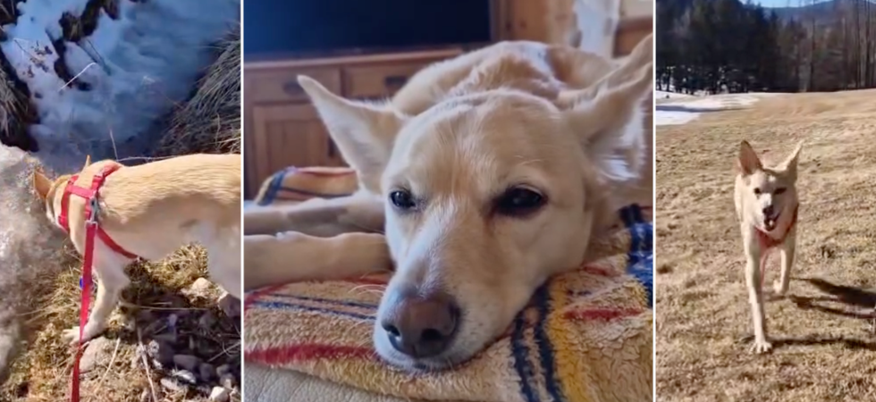 "Nessuno la voleva perché sporcava in casa e non sapeva andare al guinzaglio", ora la cagnolina Bya ha una nuova famiglia