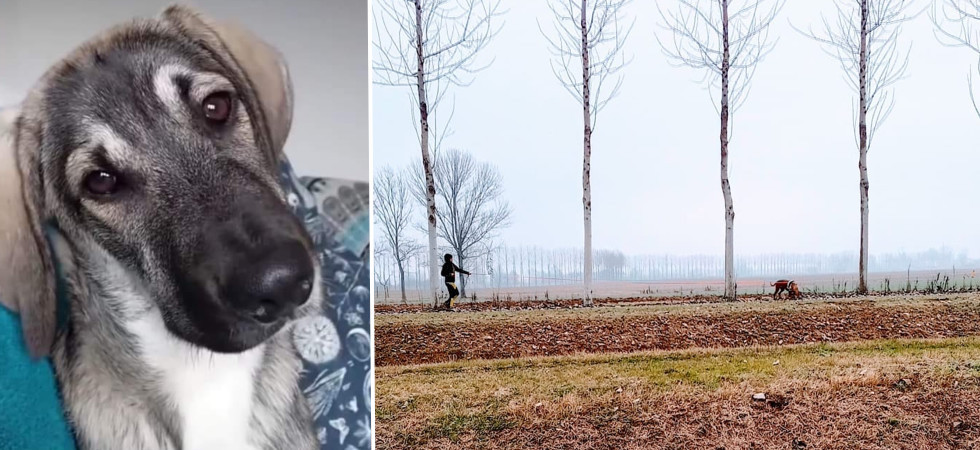 Da Rovereto a Casaleone per ritrovare Baloo: "Disperso in un campo al freddo e in mezzo alla nebbia"