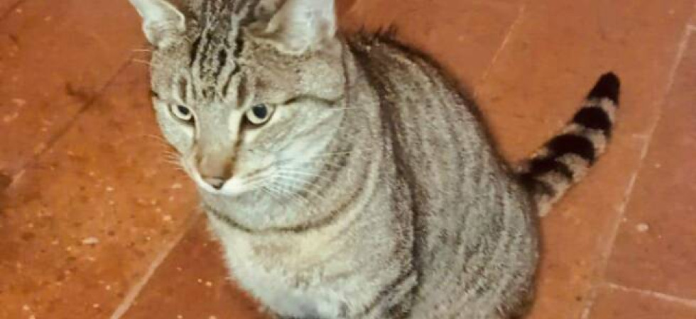 "Ritrovato dopo un anno a 50 chilometri da casa", l'incredibile storia del gatto Korason: "Rintracciato grazie ai social"
