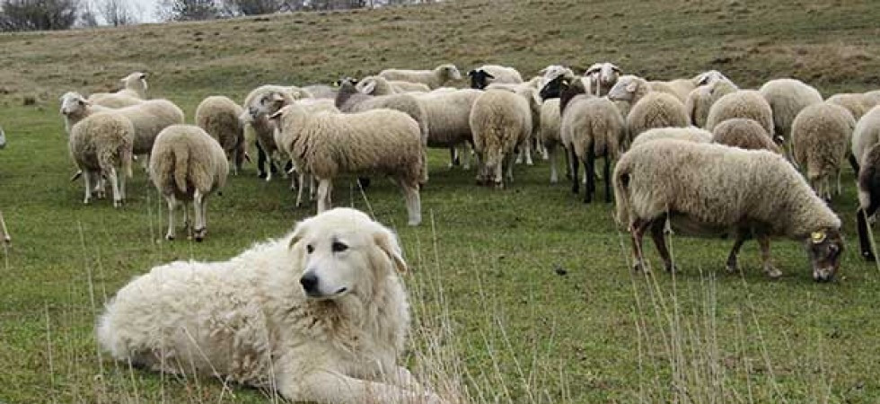 Foto d'archivio Aggrediti dai cani da guardiania durante una passeggiata: tre persone finiscono al pronto soccorso