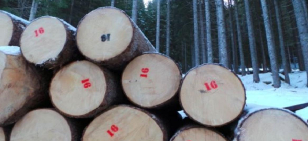 All'asta legname di risonanza di pregio, dall'abete rosso della foresta dei violini'' al Pino cimbro