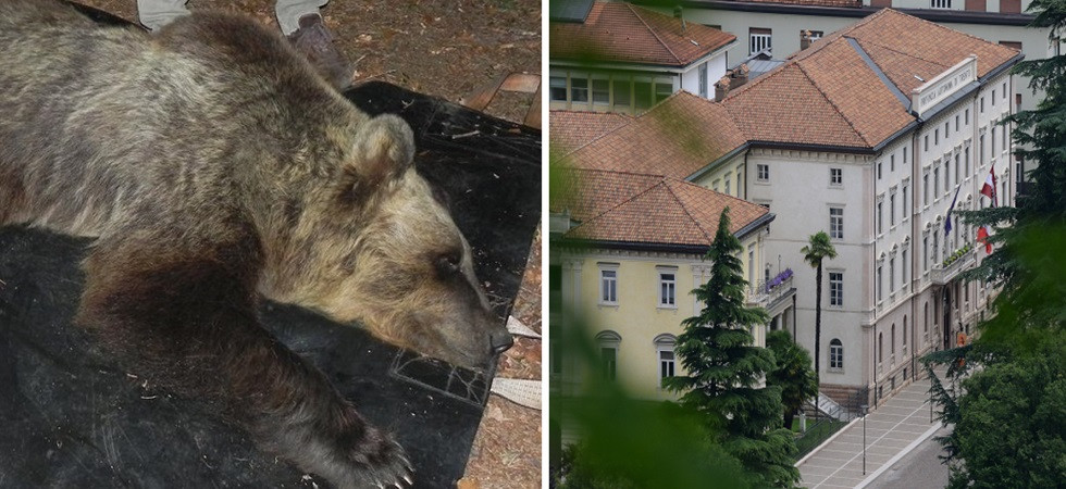 L'Ente Nazionale Protezione Animali ha presentato in Procura la richiesta di autopsia sul corpo dell'orso M90