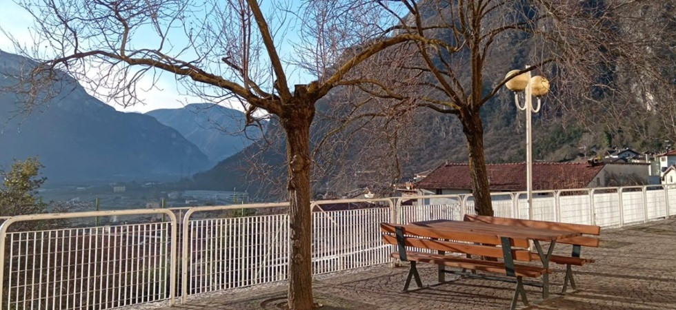 Secchi e in sofferenza, il Comune di Trento decide di abbatte 9 Prunus Cerasifera: saranno sostituiti con 14 aceri