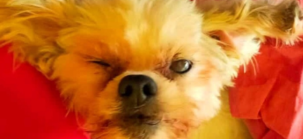 Individuato grazie al microchip il proprietario della cagnolina malata lanciata da un'auto in corsa e morta per le ferite