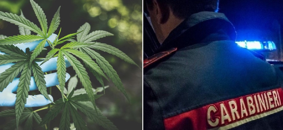 Coltivava piante di marijuana nello scantinato di un parente a sua insaputa: arrestato un 47enne