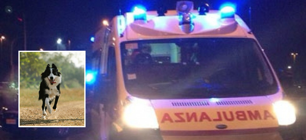 Si sente male per strada ma il suo cane blocca i soccorritori per 'difenderla': intervengono i vigili del fuoco