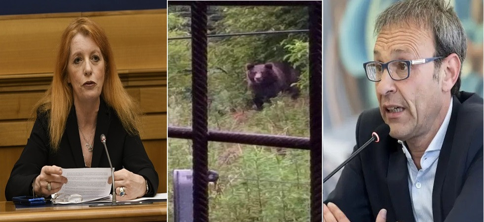 Orsi al Casteller, Brambilla replica a Failoni: Avevamo già dato la disponibilità per il trasferimento Jj4