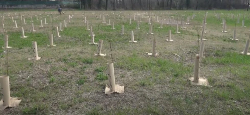 Sta per nascere un nuovo bosco, messe a dimora 1000 piante: consentirà di migliorare la qualità dell'aria
