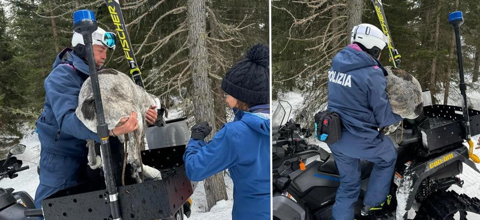Disavventura durante un'escursione sulla neve, il cane Fischio si ferisce alle zampe