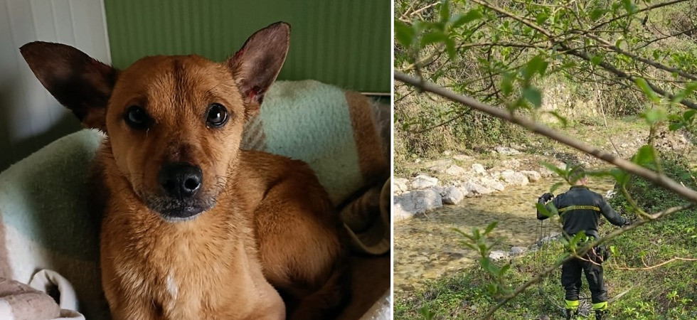 "Abbandonato lungo un torrente", storia di un cagnolino recuperato da volontari e vigili del fuoco