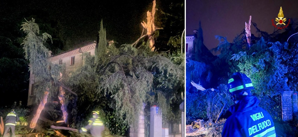Maltempo, momenti di paura nella notte: un fulmine squarcia un cedro alto oltre 20 metri