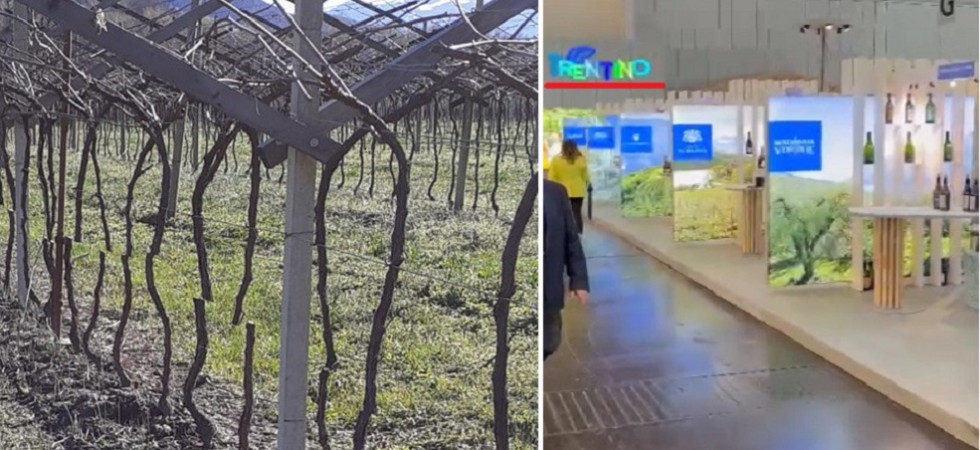 Dalla solidarietà per le 1.200 viti tagliate al flop del vino trentino a ProWein