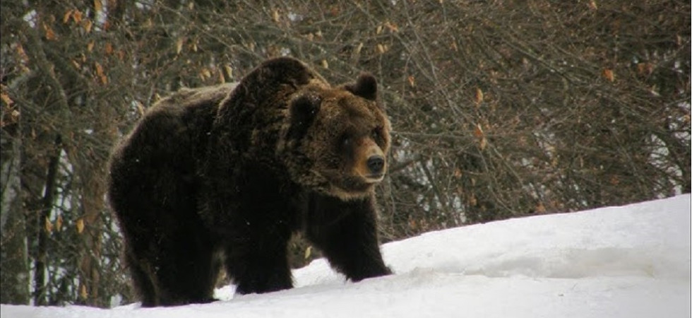 Attacco dell'orso sulle piste da sci, una turista è stata aggredita e ferita in Macedonia del Nord