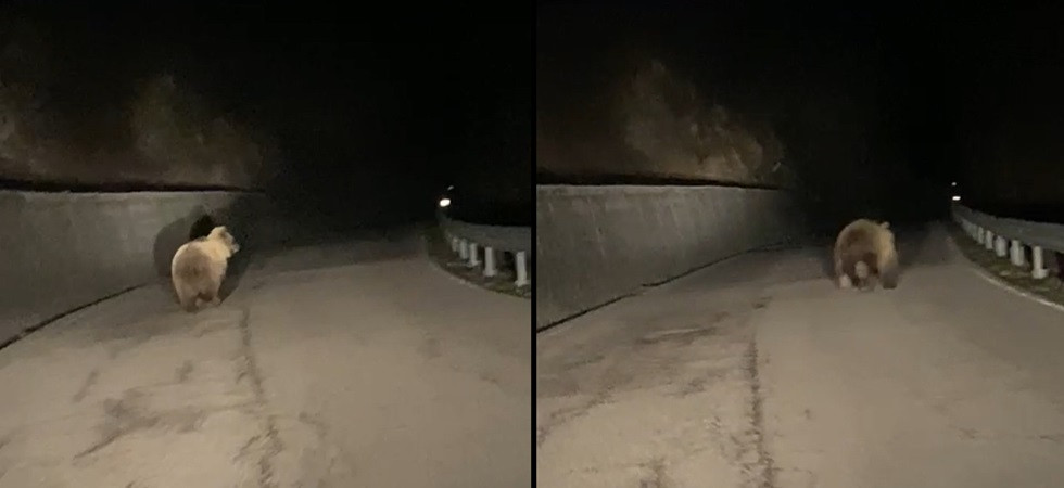 L'orso avvistato ai confini con il Trentino, le immagini di un automobilista: è la prima segnalazione del 2024 nel bresciano