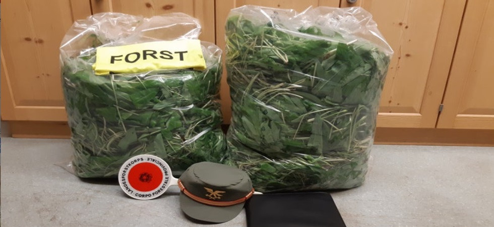 Sorpresi di notte con venti chili di aglio orsino: bloccati dai forestali