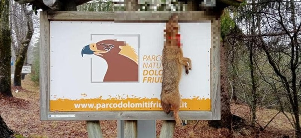 Foto d'archivio Sciacallo dorato impiccato al cartello del Parco: gli animalisti offrono una "taglia" di 1.500 euro per trovare il colpevole