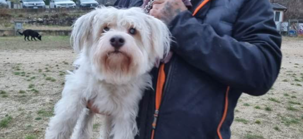 "Morde chi non conosce a causa del suo doloroso vissuto", storia del cagnolino cieco Max: "Cerca qualcuno che creda in lui"