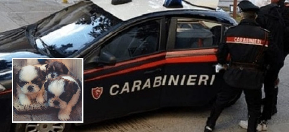 Al bar con tre cuccioli di cane in un sacchetto: denunciato un 69enne
