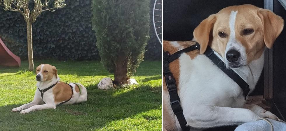 Non sapeva andare al guinzaglio e non si lasciava avvicinare