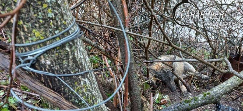 Lupo ucciso da un laccio metallico nei boschi: denunciato un 60enne