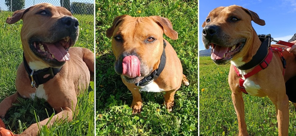 "Affidato ad una persona che lo ha abbandonato", ora il cane Jake "è rinchiuso in un box in canile"