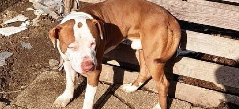 Legato ad una catena e costretto a vivere senza un riparo, la storia di Birillo: il proprietario è stato denunciato