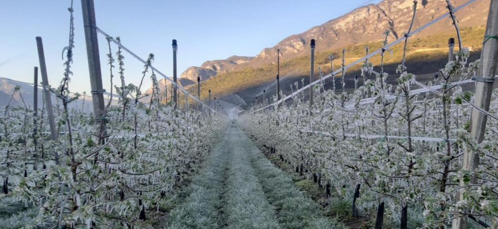 Torna il freddo, emessa un'allerta gelate'' per gli agricoltori