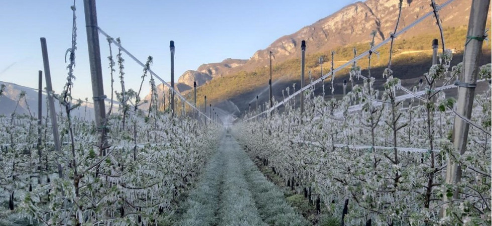 C'è ancora allerta gelate in Trentino: "Temperature ancora sotto la media del periodo"