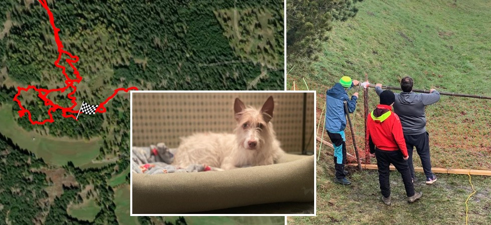 La cagnolina Kali si sfila la pettorina e fugge nei boschi: "Abbiamo costruito un recinto-trappola con quello che c'era"