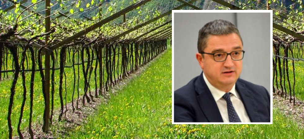 Tagliate 80 viti ai cugini di Fugatti e lo striscione: Ringraziate l'ammazza orsi''