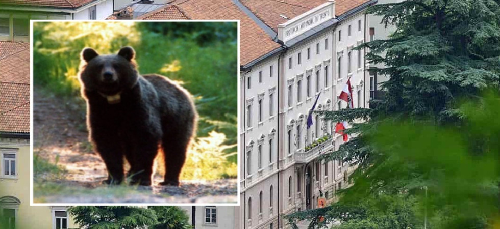 Predazione dell'orso a Sopramonte, la Pat: "Attivati i controlli"
