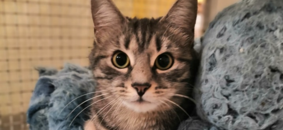 Trovata per strada "ma nessuno ha mai chiesto di lei", ora la gattina Vodka cerca una famiglia