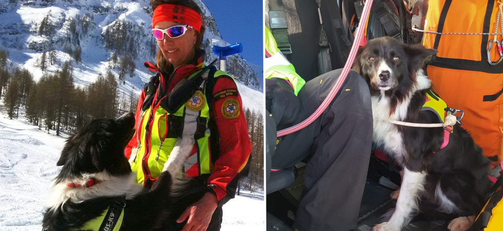 "Giocherellona e instancabile", l'addio dei tecnici del Soccorso alpino alla cagnolona Skari