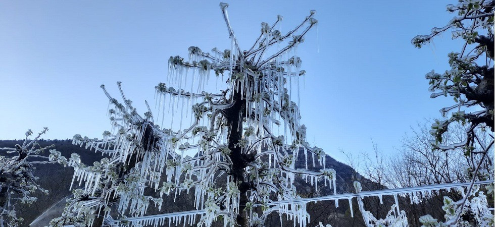 Calo delle temperature, rischio gelate in Trentino fino a domenica: da lunedì torna la pioggia (e la neve)