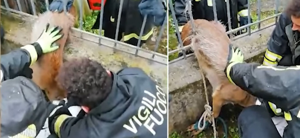 Incastrato nelle sbarre dell'inferriata, i vigili del fuoco sentono i lamenti e portano in salvo un capriolo di 30 chili