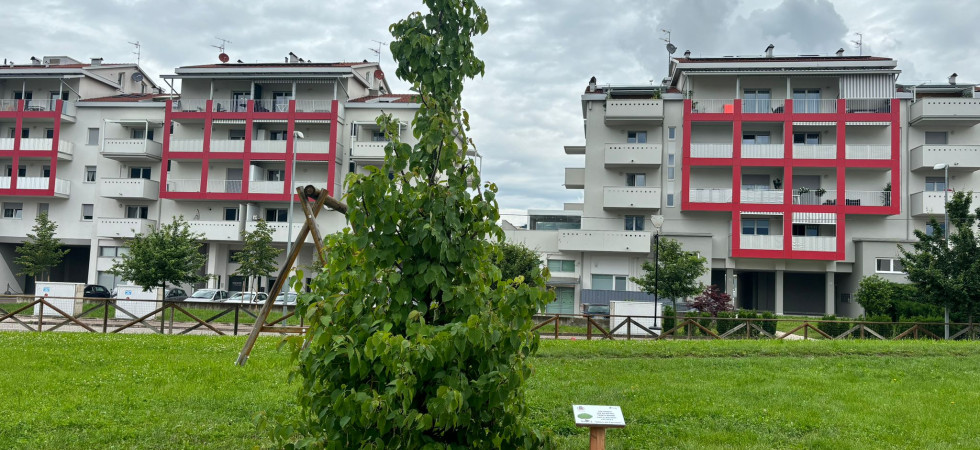 Un "albero dei fazzoletti" per gli 81 bimbi nati nel 2023: "Così diamo il benvenuto alle nuove vite"