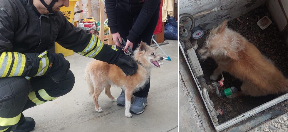 Cagnolina cieca precipita in una botola ma gli anziani proprietari non riescono a recuperarla: salvata dai vigili del fuoco