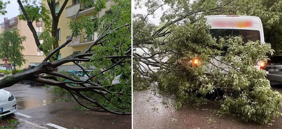 Albero si schianta sulla strada e centra un furgone: nessun ferito
