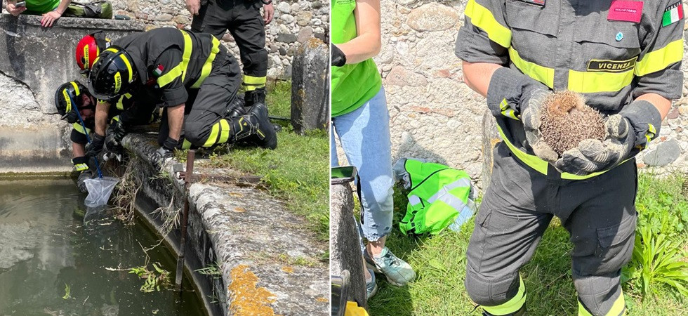 Un piccolo riccio rimane incastrato nella griglia di un canale, i vigili del fuoco lo portano in salvo
