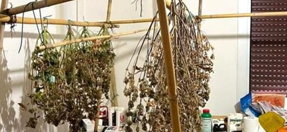 Coltivava, essiccava e 'confezionava' marijuana in casa: nei guai un 43enne