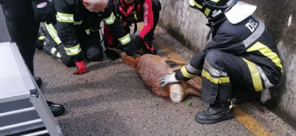 Bloccato nel torrente perde i sensi e viene travolto dall'acqua, i vigili del fuoco portano in salvo un capriolo