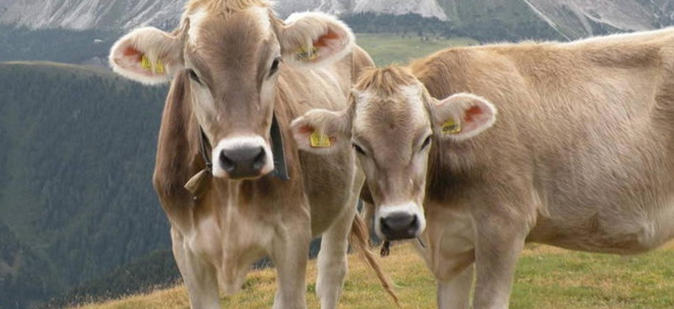 Dalle spese per l'attività di alpeggio a quelle per l'affitto di terreni