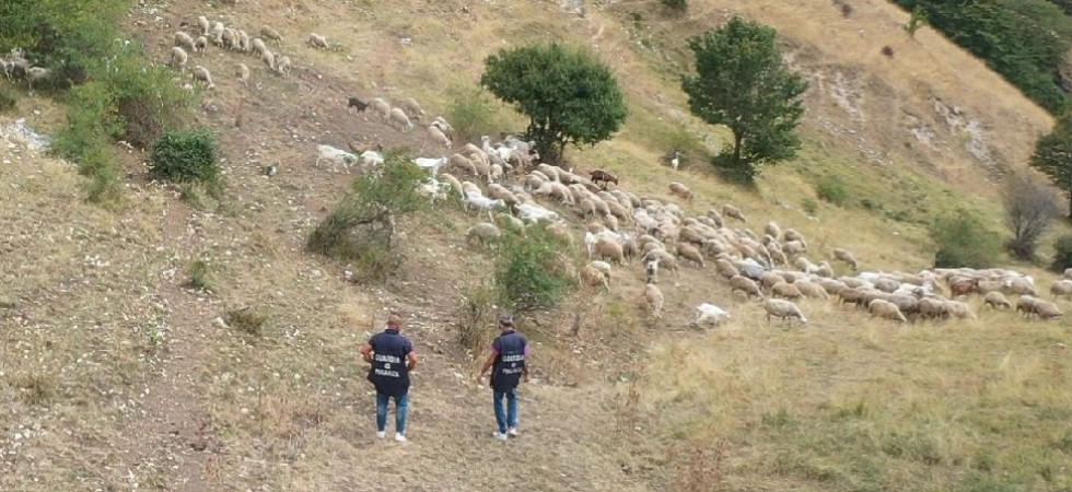 Pascoli fantasma per truffare l'Unione Europea, coinvolto anche il Trentino Alto Adige